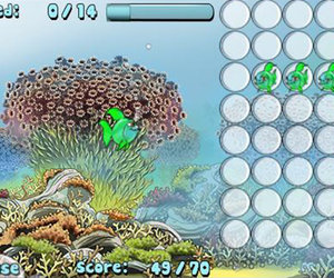 Fish Tank Videos