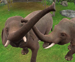 Zoo Resort Videos