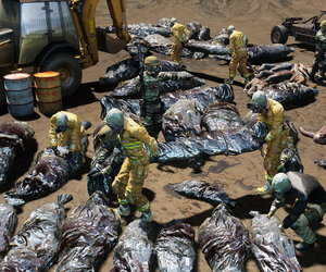 The War Z Videos