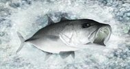 Reel Fishing Ocean Challenge screenshots