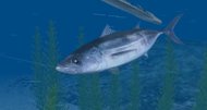 Reel Fishing Ocean Challenge screenshots