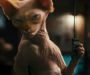 Cats & Dogs: The Revenge of Kitty Galore Videos
