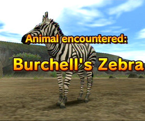 Animal Kingdom: Wildlife Expedition Videos