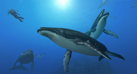 Endless Ocean: Blue World Screenshot from Shacknews