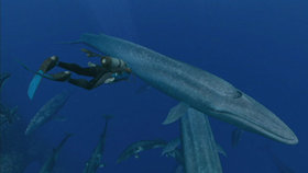 Endless Ocean: Blue World Screenshot from Shacknews