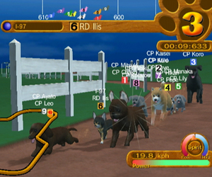 Derby Dogs Videos