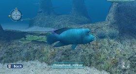 Endless Ocean Screenshot from Shacknews