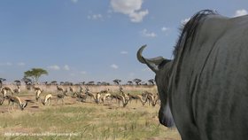 Afrika Screenshot from Shacknews