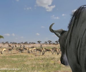 Afrika Chat