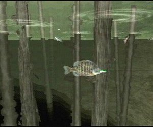 Reel Fishing: Life & Nature Chat
